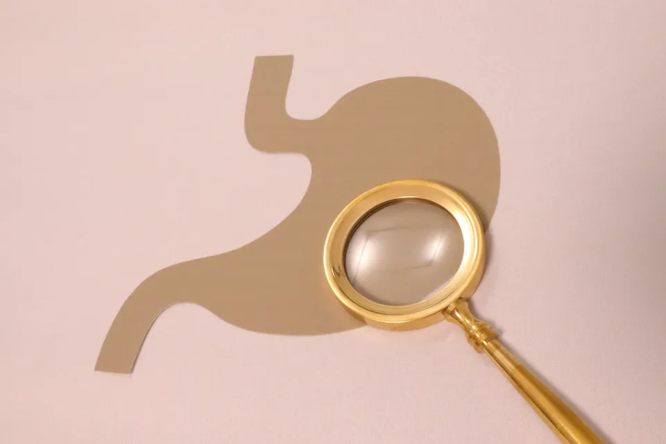 Illustration d'un estomac examiné à la loupe